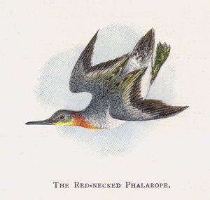 Punakaulainen phalarope